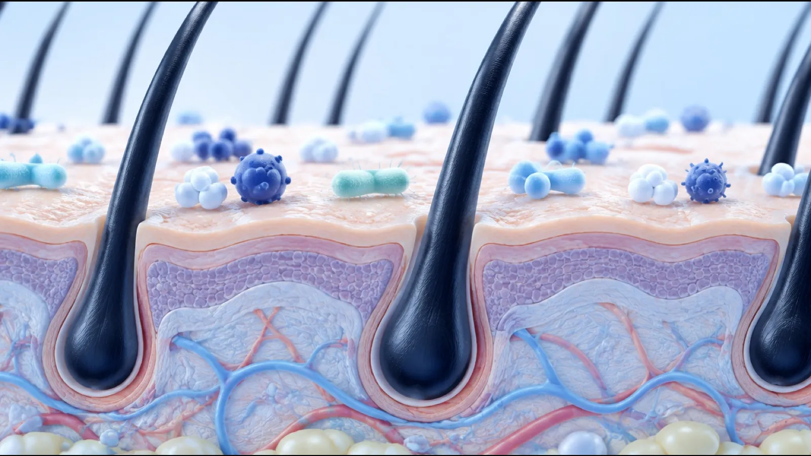 Illustrated cross section of scalp skin and hair follicles with microbes on the surface